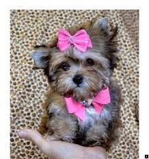 Read Information On Goldendoodle Puppies For Sale Click The Link For More Info Our Web Images Are A Must See Morkie Puppies Cute Dogs Puppies And Kitties