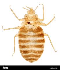 Image result for Cimex Lectularius L