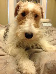Just Chilling Out On My Bed Uh I Mean My Human S Bed Wire Fox Terrier Pet Fox Fox Terrier