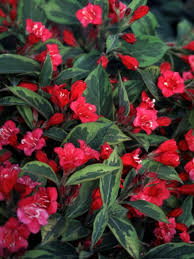 We did not find results for: 14 Easy To Grow Plants To Put In The Ground This Spring Diy