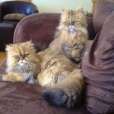Meet Lilly And Evy The Adorable Golden Persian Cats With Ocean Blue Eyes Cats Ocean Blue Eyes Cute Cats And Kittens