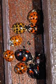 Sauvez Les Coccinelles Qui S Agglutinent Chez Vous Coccinelle Coccinelle Insecte Et Amenagement Jardin