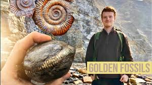 They are popular among players for training. Golden Fossils Gorgeous Ammonite Youtube