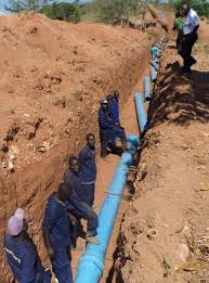 Image result for Hypericophyllum elatum