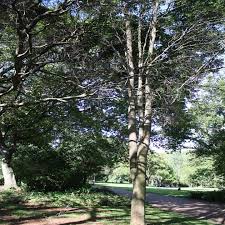 Image result for Ptaeroxylon obliquum