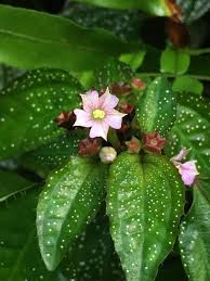 Image result for Calvoa orientalis