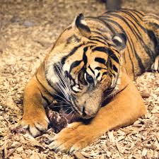 Essen, dass du nie mehr ein paar joggingschuhe in deine nähe lässt, dass es alles katastrophal enden wird. Tiger Essen Kostenloses Stock Bild Public Domain Pictures