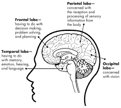 Worksheets are brain structure functions work, brain structure work pdf, brain anatomy work, structure of the brain work answers, lesson 4 brain structure and function, brain matters brain anatomy, human anatomy, client workbook. Programming Pynecode S Blog