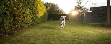 Archer road pet resorts is happy to be able to offer bathing & grooming for your pet. Canis Resort Ag