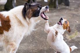 No person in the united states has ever contracted rabies from a dog, cat or ferret held in quarantine for 10 days. What To Do If A Dog Bites Your Dog Daily Paws