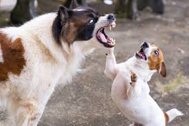 Why are some rabies vaccines good for one year while others last for three years? What To Do If A Dog Bites Your Dog Daily Paws