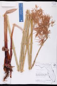 Image result for Cyperus articulatus