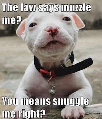 Pitbull Puppy Snuggle Create Your Own Memes Pitbull Puppy Puppy Snuggles Cute Animals