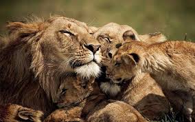 Hipwallpaper is considered to be one of the most powerful curated wallpaper community online. Lion Family Love Hd Wallpapers Free Download Wallpaperbetter
