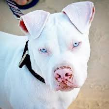 A Beautiful Dog I M Assuming It S Albino I Can T Remember The Technical Term For It Pitbull Dog Cute Dogs Beautiful Dogs