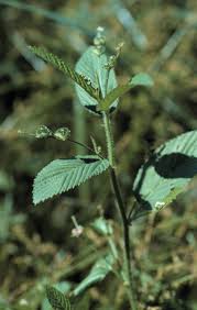 Image result for Caperonia fistulosa