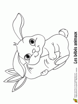 Coloriage Bebes Animaux Mignons Sur Hugolescargot Com Coloriage Lapin Coloriage Animaux Coloriage