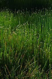 Image result for Eleocharis limosa