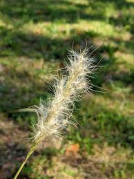 Image result for Bothriochloa radicans