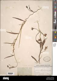 Image result for Aniseia martinicensis