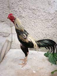 Ayam dan perawatan ayam mangon yang sangat bagus dan berbobot buat kawan semua dukung dan subscribe lake komen. 101 Gambar Ayam Wido Jalak Hd Gambar Pixabay