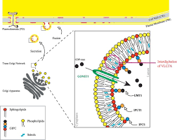 = the plasma membrane, also called the cell membrane, is the membrane found in all cells that separates the interior of the cell from the outside environment. Plant Lipids Key Players Of Plasma Membrane Organization And Function Sciencedirect