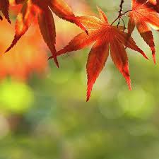 Check spelling or type a new query. Japanese Maple Leaves Wall Art For Sale