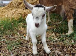 Aegagrus domesticated from the wild goat of southwest asia and eastern europe. Goat Yoga Classes Aurora Farm