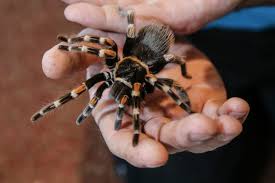 We did not find results for: Man In Shock After Finding A Tarantula In His Mailbox The Local
