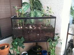 Check out this article for 27 small fish tank here are 27 awesome ideas for small fish tanks. 51 Best Old Fish Tank Ideas Fish Tank Diy Fish Tank Fish