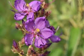 Image result for Dissotis irvingiana