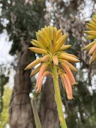 Image result for Aloidendron tongaense