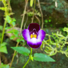 Image result for Linderniaceae