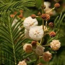 Image result for Acacia arenaria