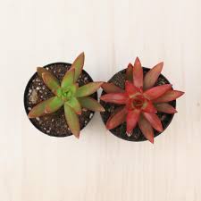 As your buds grow, move the plant to its permanent home (try for somewhere a bit humid, with indirect light, and while christmas cacti are not poisonous to your feline family members (or canines, for that matter). Light Requirements Leaf Clay