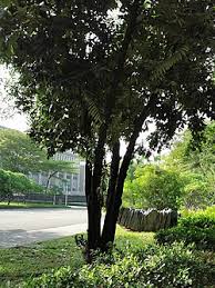 Image result for Diospyros natalensis