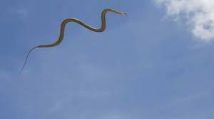 Researchers Unravel Why This Flying Snake Undulates In The Air But Still Don T Know How They Turn Or Generate Lift Snake Glide All About Snakes