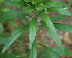 Image result for Conyza limosa