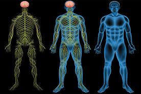Remover el cns con este software de desbloqueo android. Introducing The Nervous System