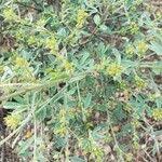 Image result for Indigofera pulchra