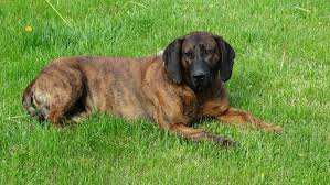 Image result for hannoverský barvář