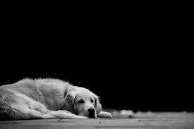 perro triste bilaketarekin bat datozen irudiak