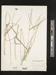 Image result for Enteropogon