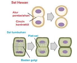 Vakuola berperan dalam osmoregulasi, sekresi. Perbedaan Sitokinesis Pada Sel Hewan Dan Sel Tumbuhan Terbaru