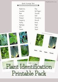 Garden I Spy With Free Printable Plant Identification Free Plants Plant Science