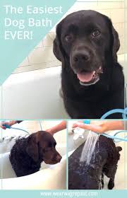 Pin On Favorite Pet Blogs