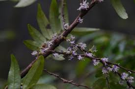 Image result for Pentaphylacaceae