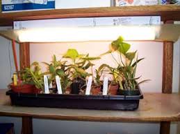 They're extremely efficient from an energy standpoint, don't put out a lot of heat. Growing Plants Indoors Under Supplemental Lighting Kent Kobayashi