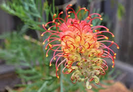 Image result for Grevillea