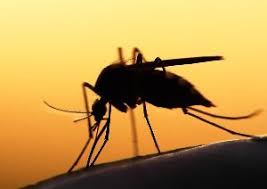 Sporozoites infect liver cells and. Tropeninstitut Schutz Vor Malaria Definition